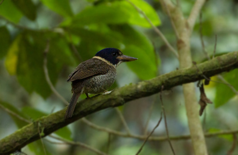 Scaly Kingfisher