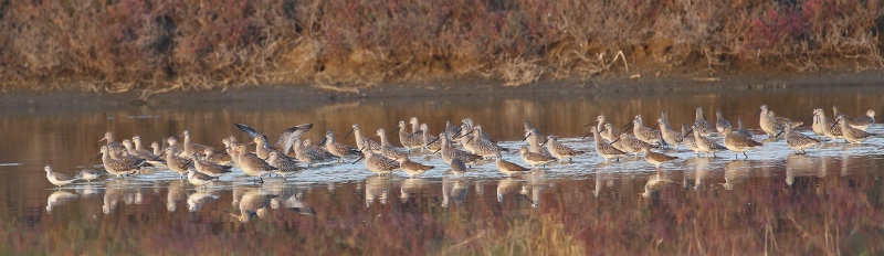 Asian Dowitchers