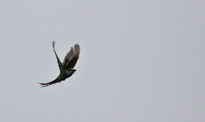 Brown-rumped Minivet