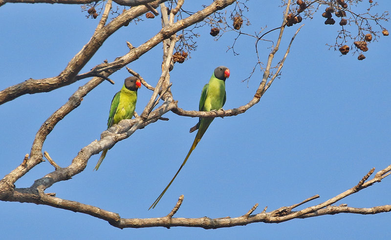 Grey-headed Parakeets