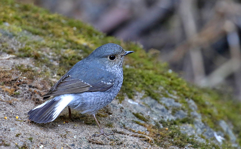 Plumbeious Redstart