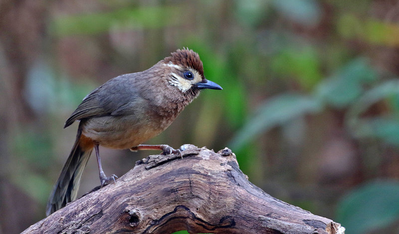 White-browed Laughingthrush