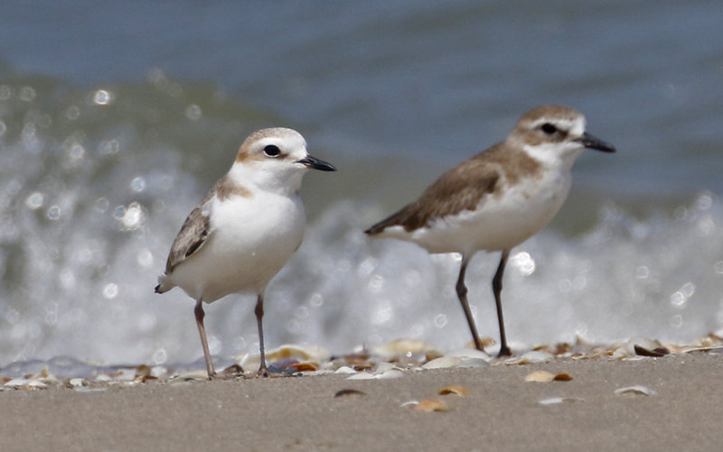 White-faced Plover