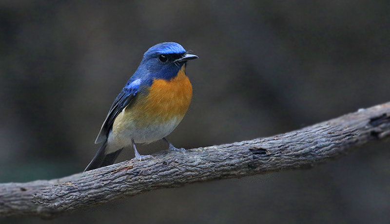 Chinese Blue Flycatcher