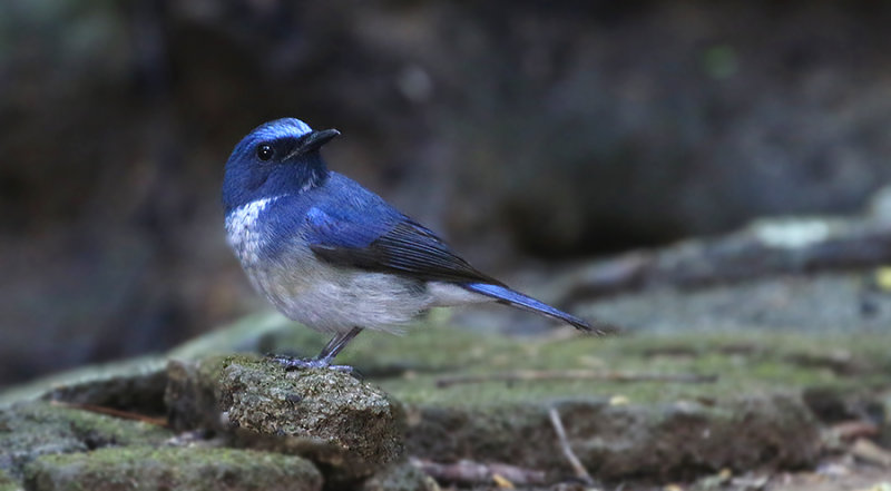 Hainan Blue Flycatcher