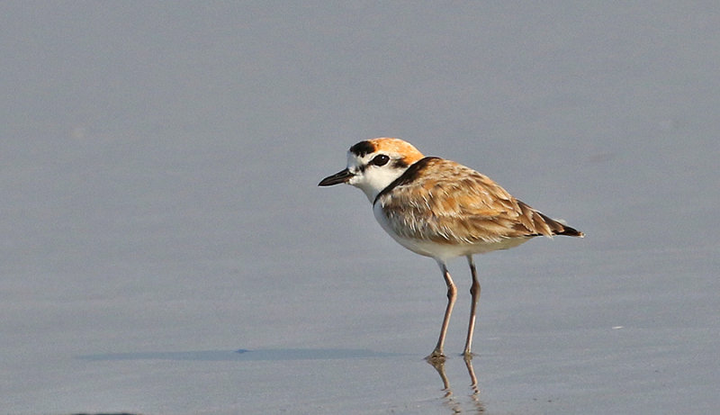 Malaysian Plover, male