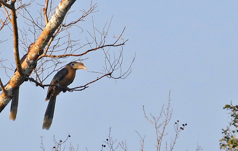 Rusty-cheeked Hornbill