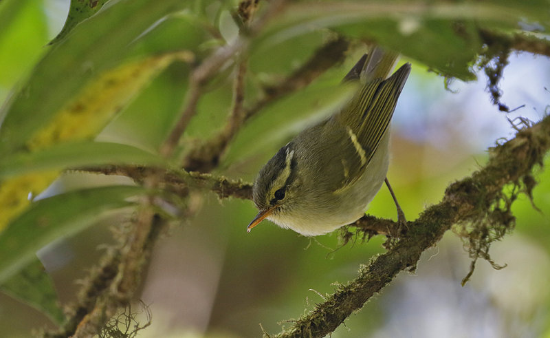 Blyth's Leaf Warbler