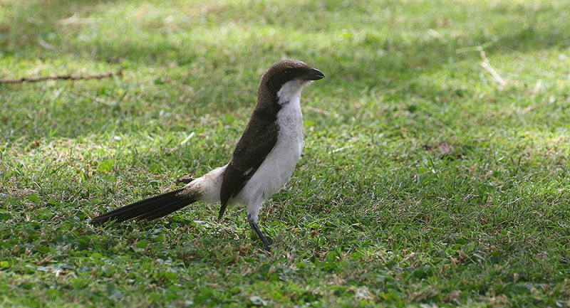 Long-tailed Fiscal