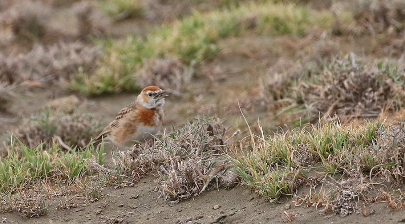 Red-capped Lark