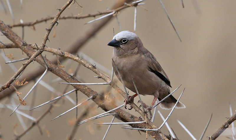 Grey-headed Social-Weaver