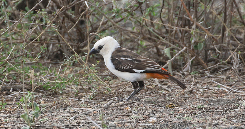 White-headed Buffalo-Weaver