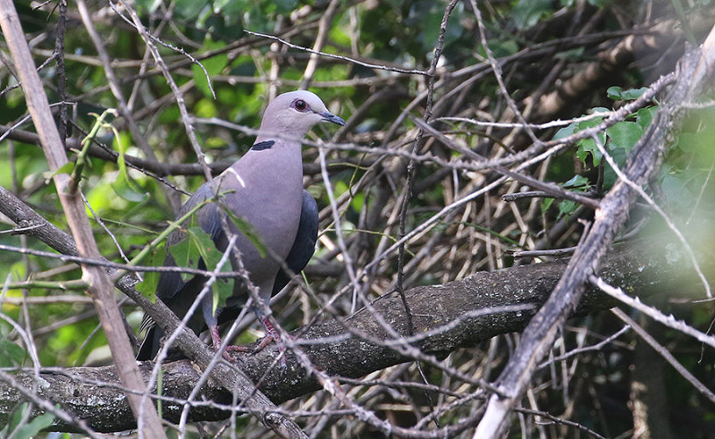 Red-eyed Dove