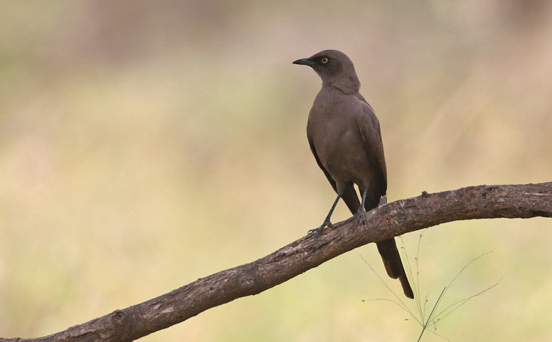 Ashy Starling