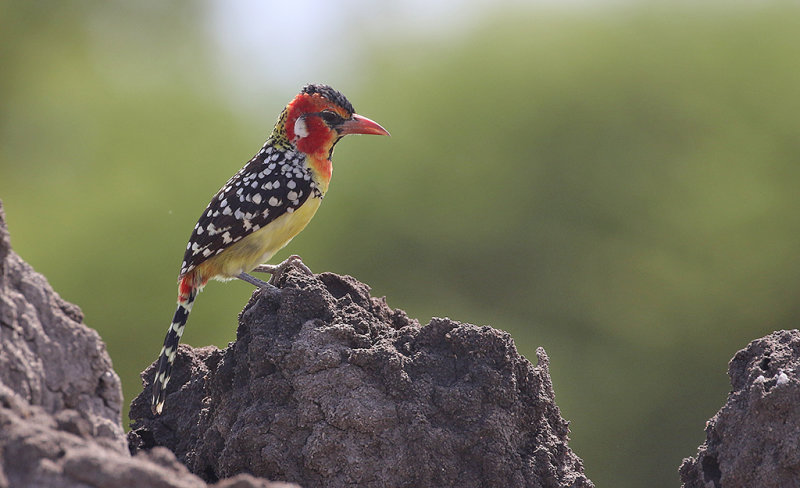 Red-yellow Barbet