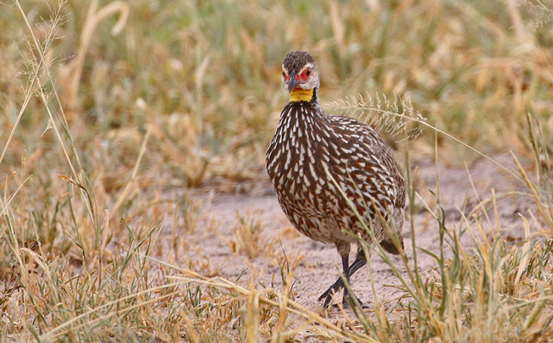 Yellow-necked Francolin