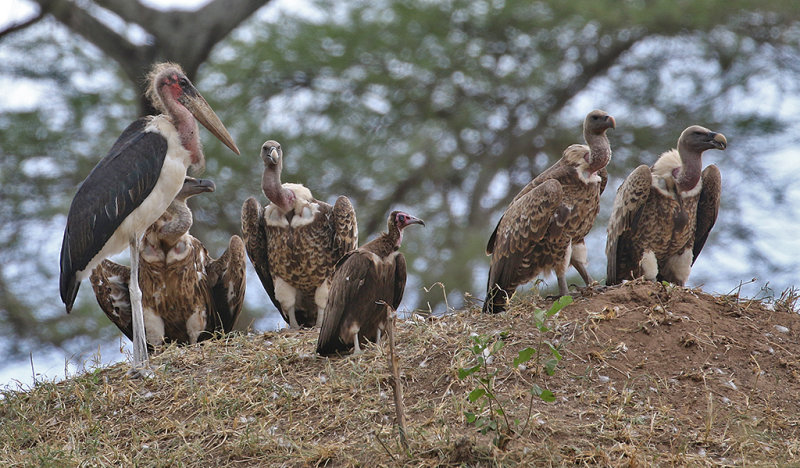 Marabou Stork, White-backed Vultures, Hooded Vulture juvenile
