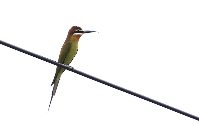 Olive Bee-eater