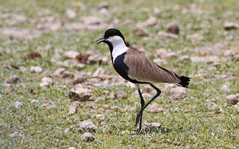 Spur-winged Lapwing