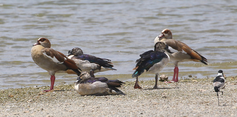 Knob-billed Duck with Egyptian Goose