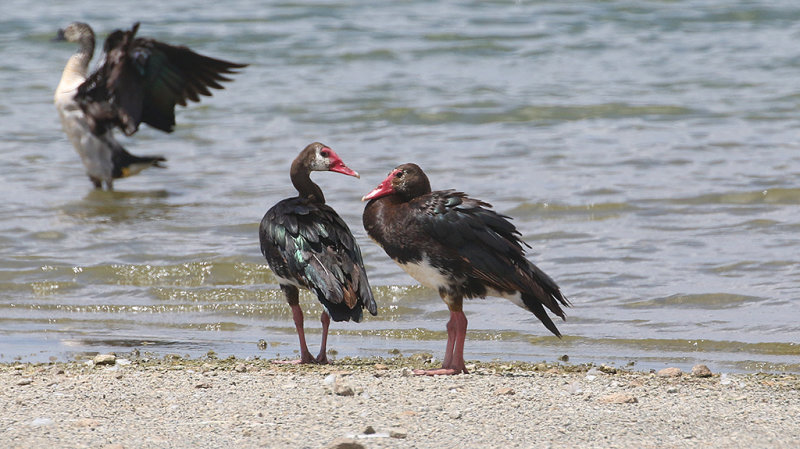 Spur-winged Goose