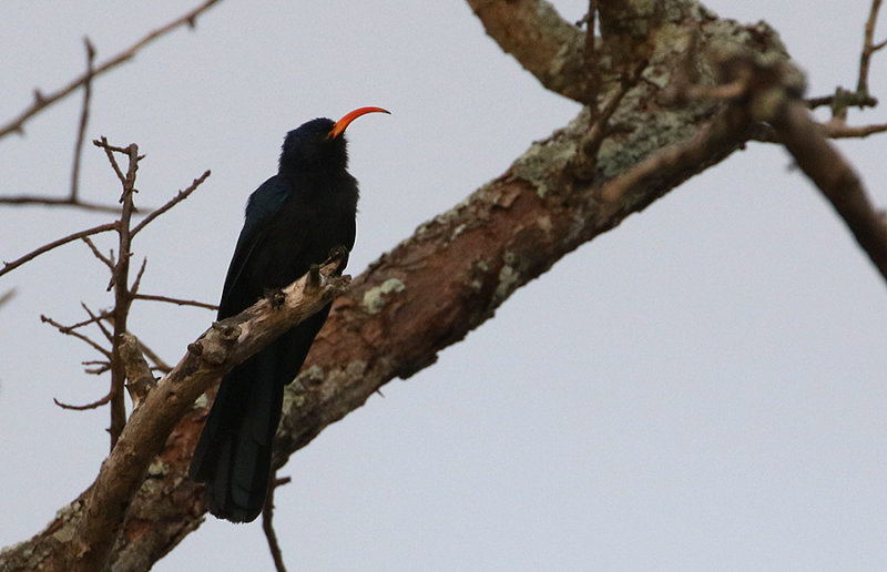 Abyssinian Scimitarbill