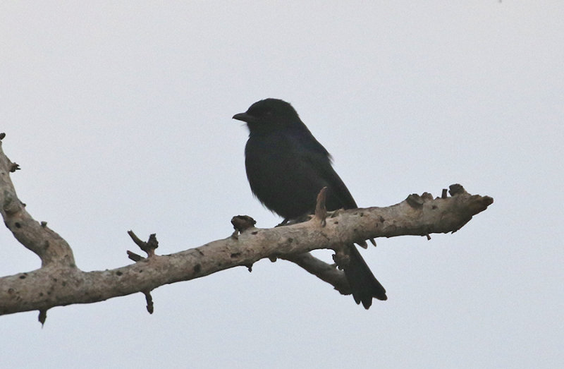 Fork-tailed Drongo