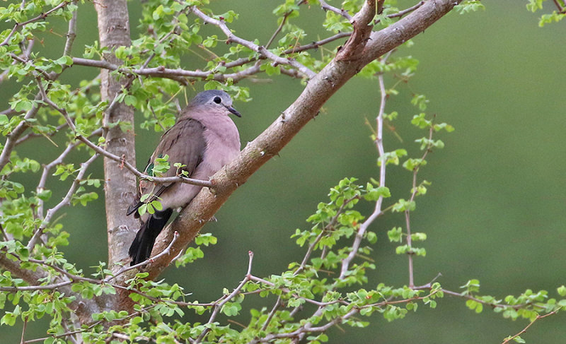 Emerald Spotted Wood-Dove