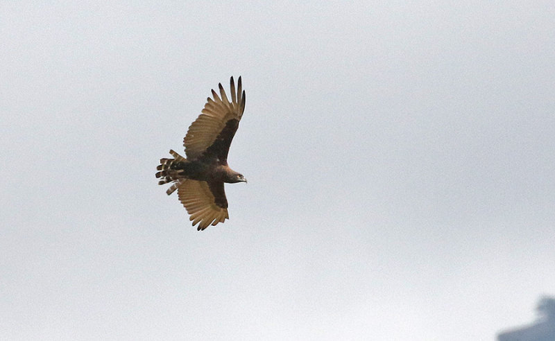 Brown Snake-Eagle