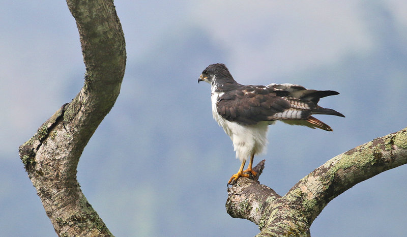 Augur Buzzard