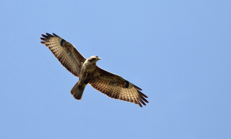 Common Buzzard