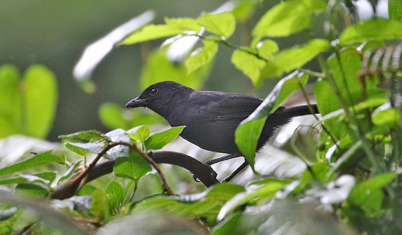 Fulleborn's Boubou 