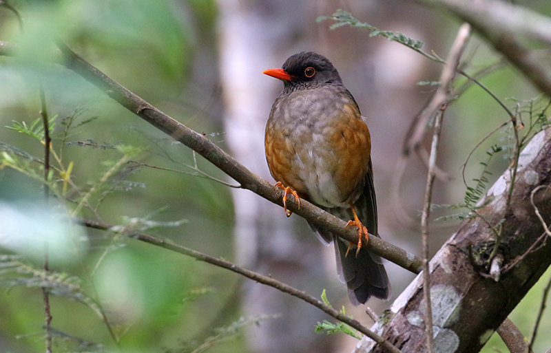 Usambara Thrush