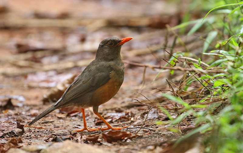 Usambara Thrush