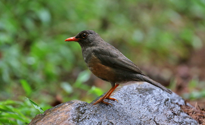 Usambara Thrush