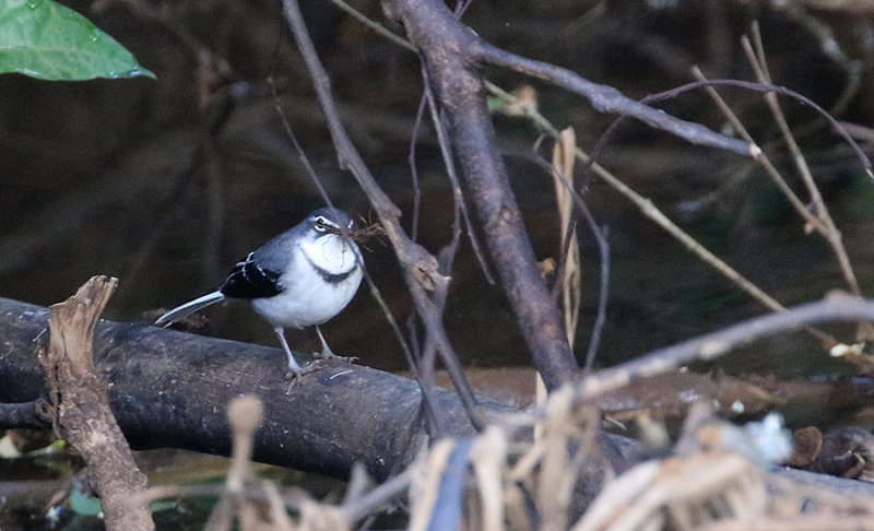 Montane Wagtail