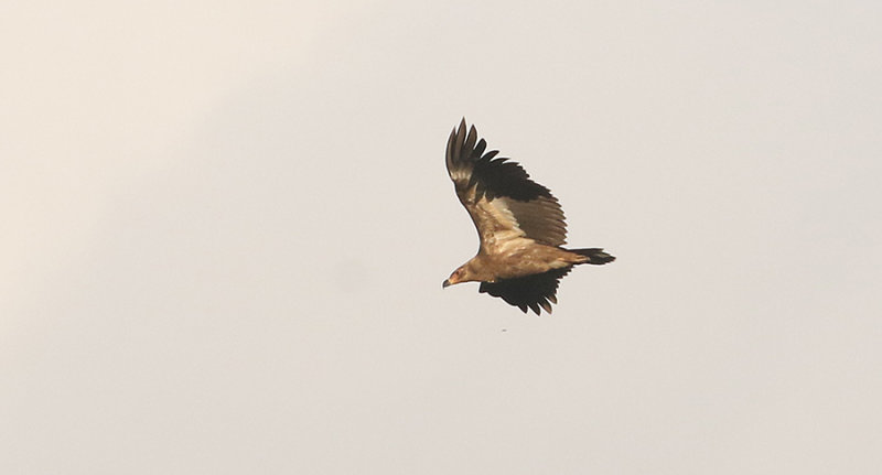 Palm-nut Vulture, immature