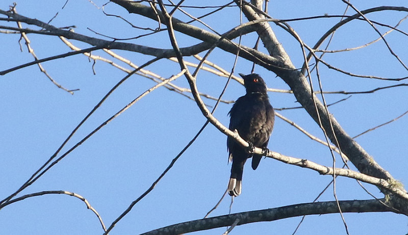 Fork-tailed Drongo