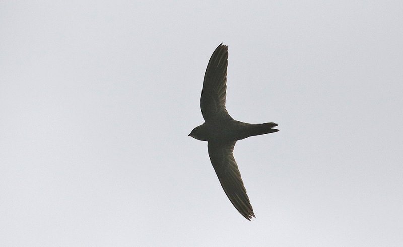 Common Swift????