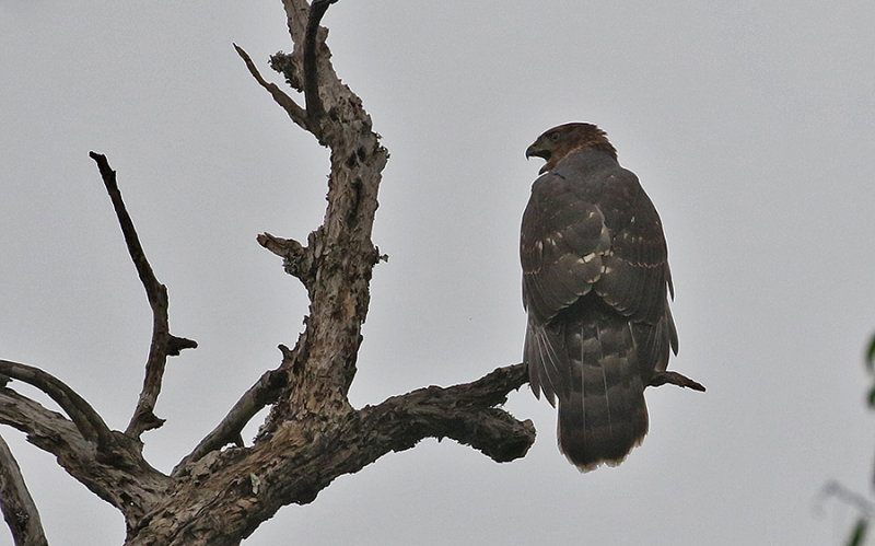 Black (Great) Sparrowhawk