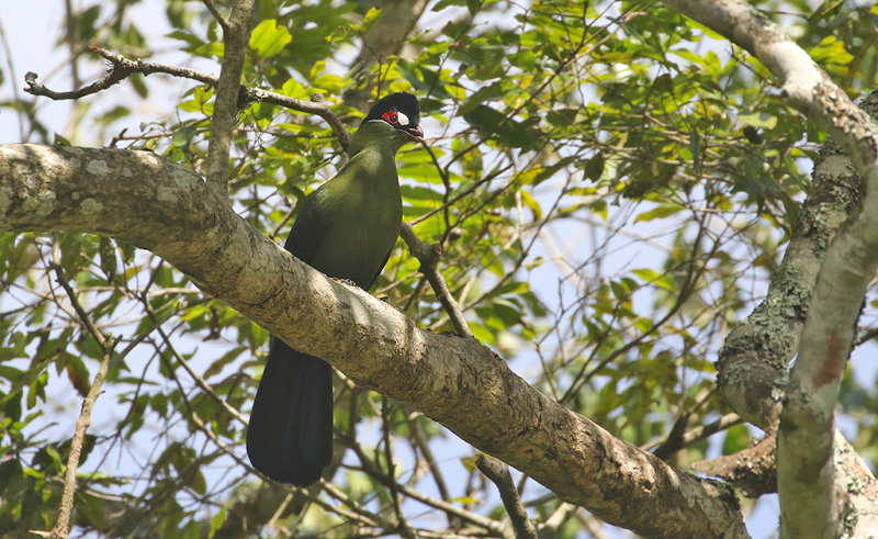 Hartlaub's Turaco