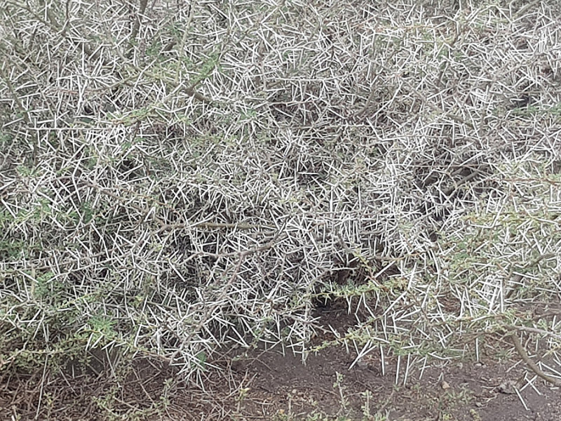 acacia bush