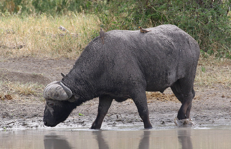 African Buffalo