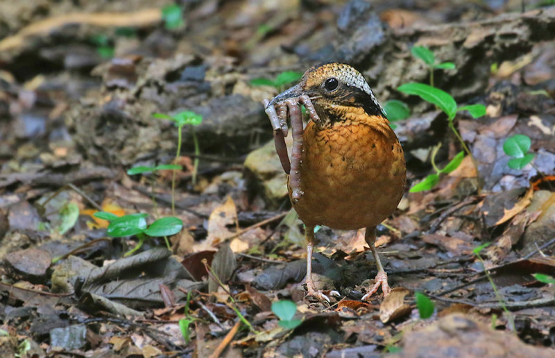 Eared Pitta