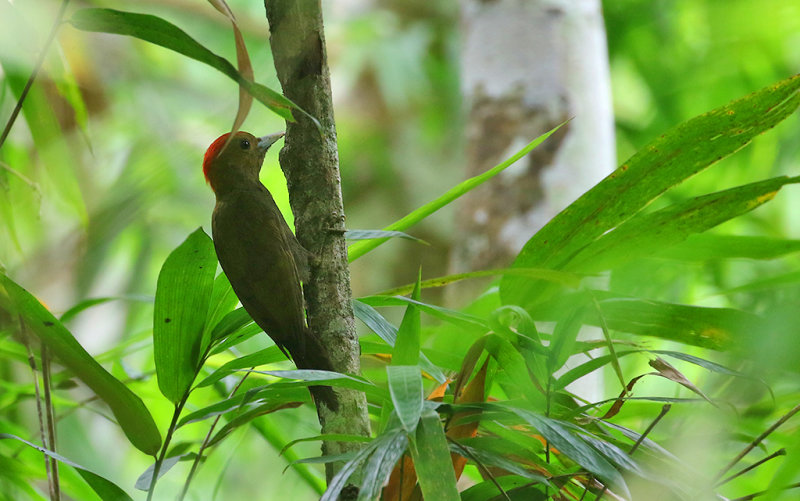 Bamboo Woodpecker