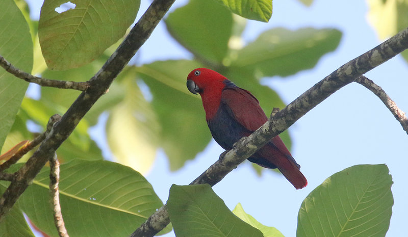 Eclectus Parrot