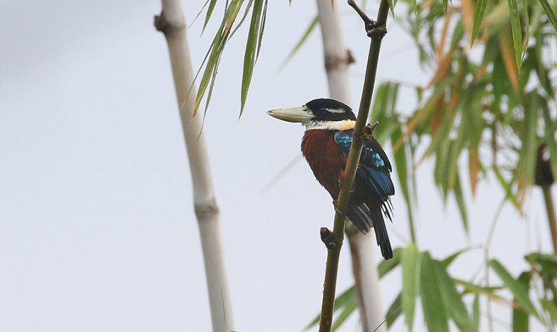 Rufous-bellied Kookaburra