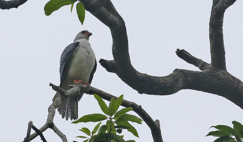 Grey-headed Goshawk