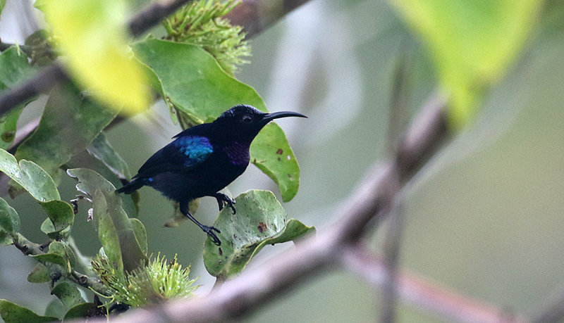 Black Sunbird