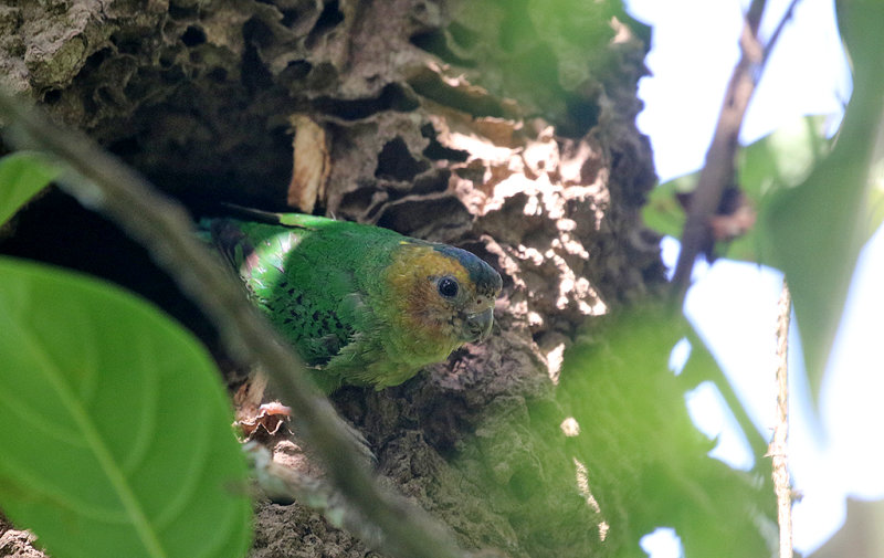 Buff-faced Pygmy Parrot